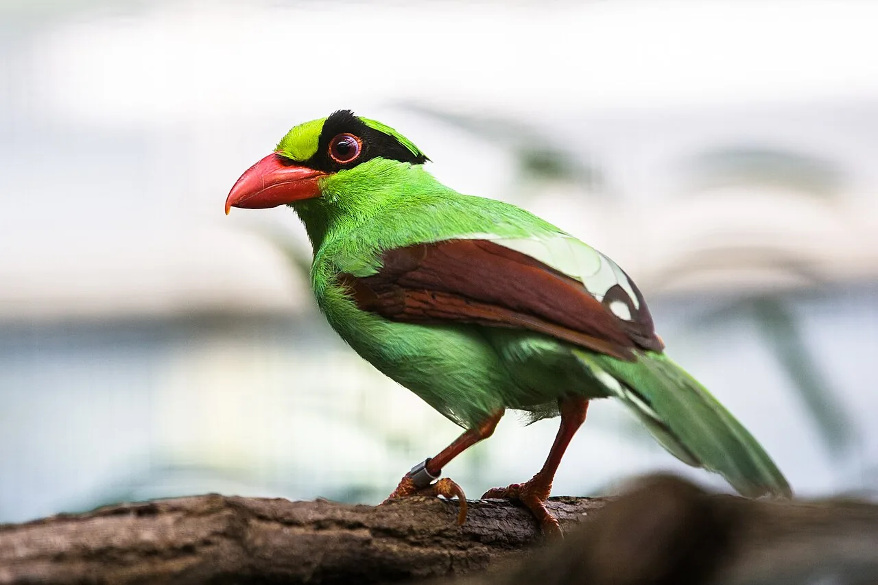 Magpie verde de Java recebe plano de conservação em meio à extinção iminente