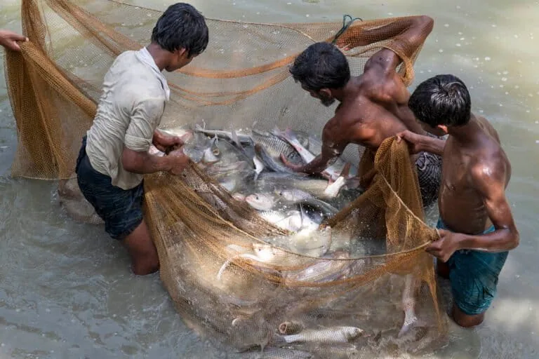 Aquatic animal and terrestrial meat trades now almost on par, FAO report finds