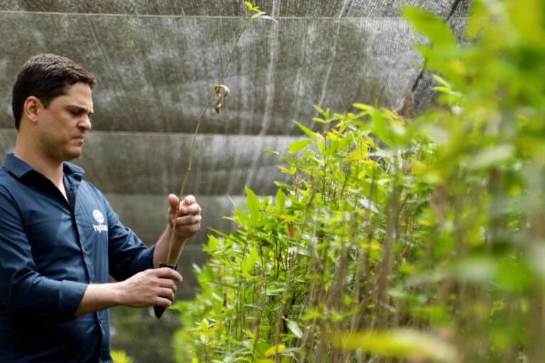 Secret Amazon species may be new source of ibogaine for addiction treatment