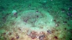 Leito marinho danificado pela pesca apresenta sinais de recuperação