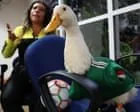 Merlín, o pato que se tornou símbolo da seleção mexicana, é barrado de jogo devido a regulamentos da FIFA