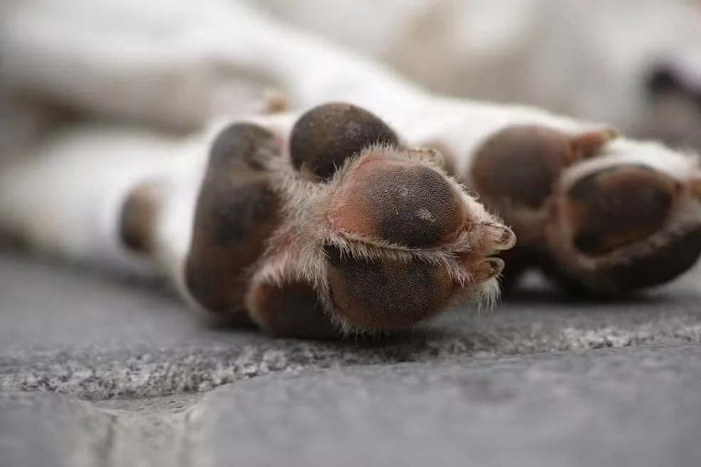 Teixeira, na Paraíba, investiga mais de 100 mortes de animais por envenenamento