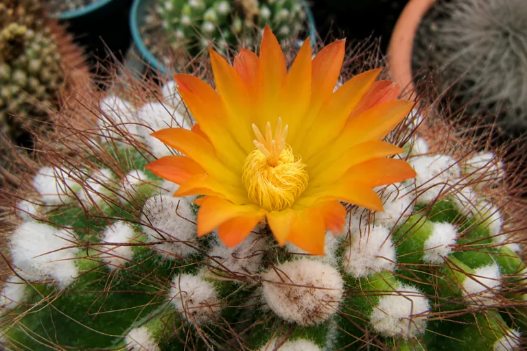 Foreign nationals attempt to fly to Europe with rare cacti from southern Brazil
