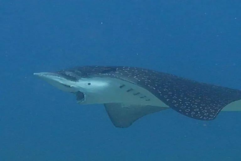 Inteligência Artificial decifra dieta de animais marinhos a partir de sons de mastigação
