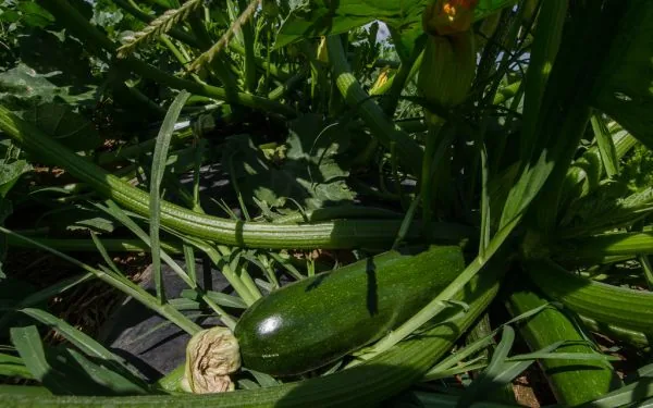 Irrigação transforma Vão do Paranã, em Goiás, de 'corredor da miséria' a polo frutícola
