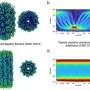 'Atomic zoom' brings gum disease bacteria into sharp focus