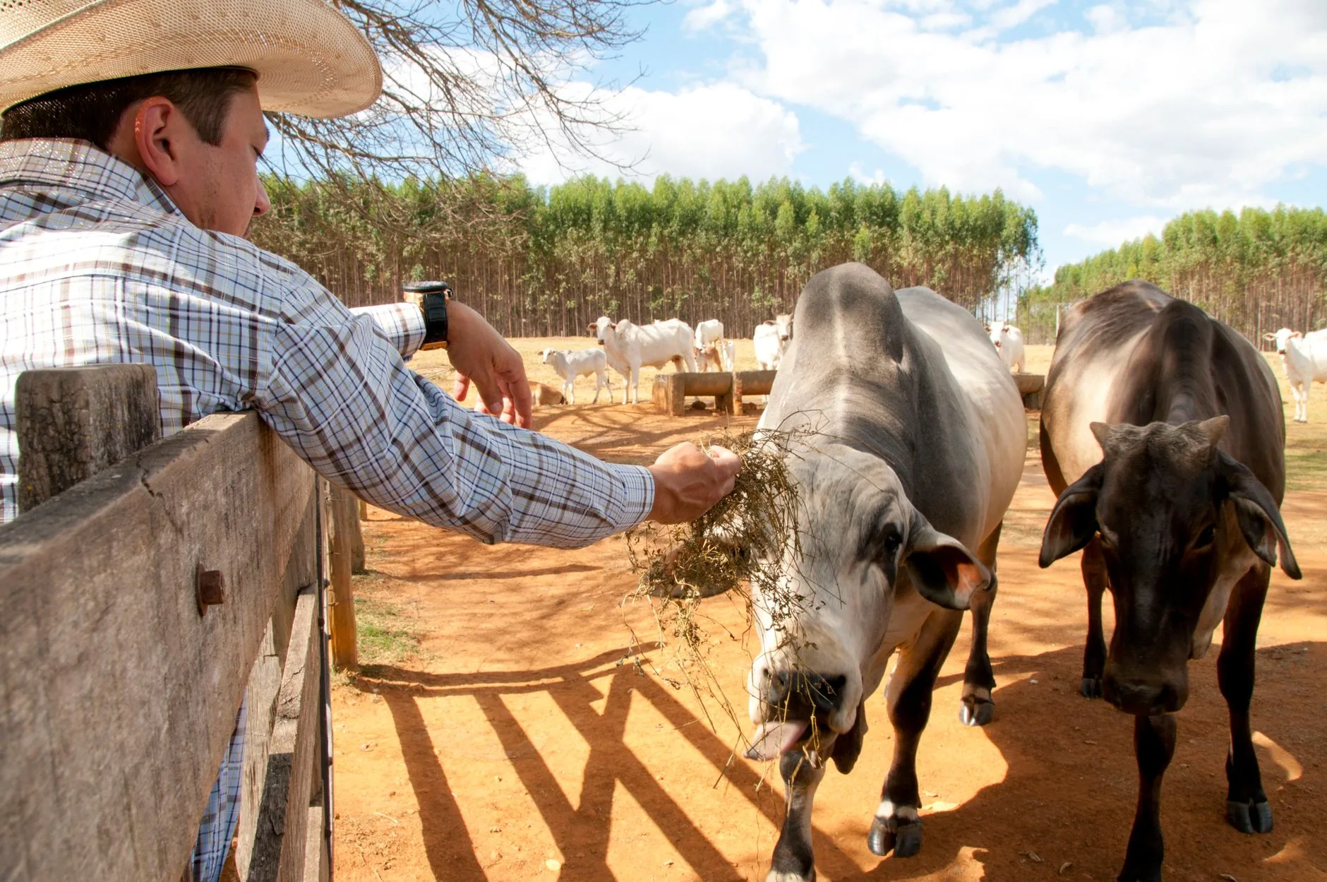 Governo de Goiás destina R$ 78 milhões para expandir Ceia-UFG até 2031