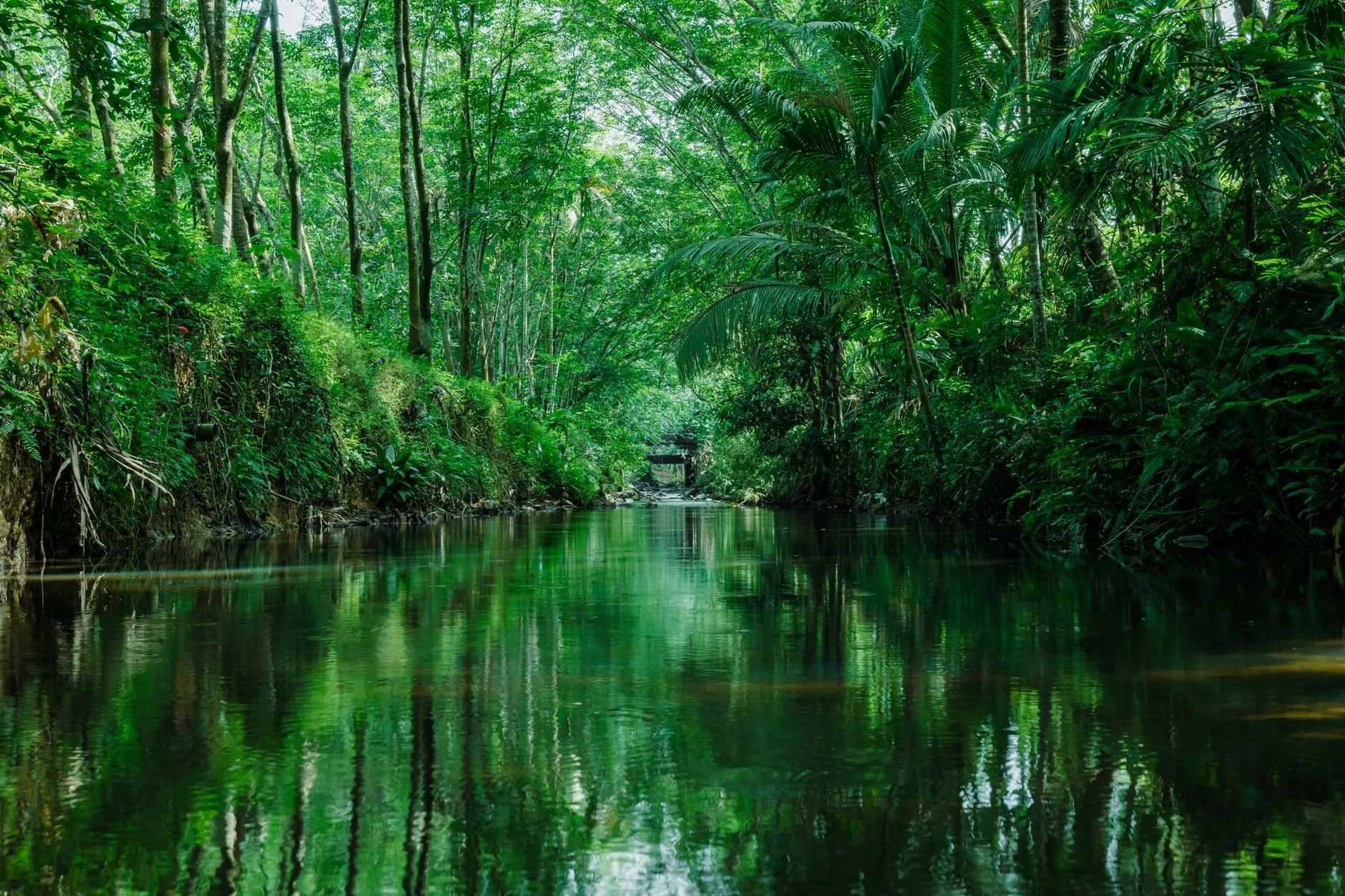 Restos de Organismos Mortos Influenciam Ecossistemas Mesmo Após a Morte, Revela Pesquisa