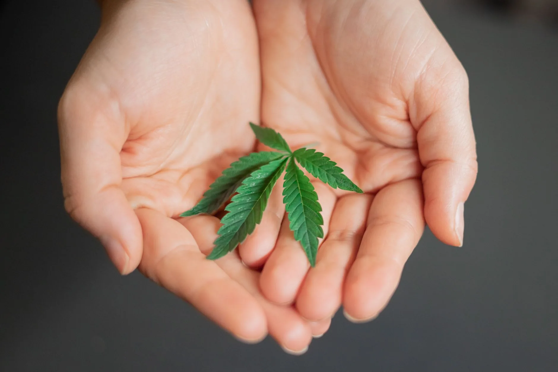Tilray adquire HelloMD para ampliar acesso a pacientes no Canadá