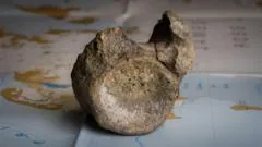Primeiro osso de dinossauro da Antártica é encontrado em gaveta