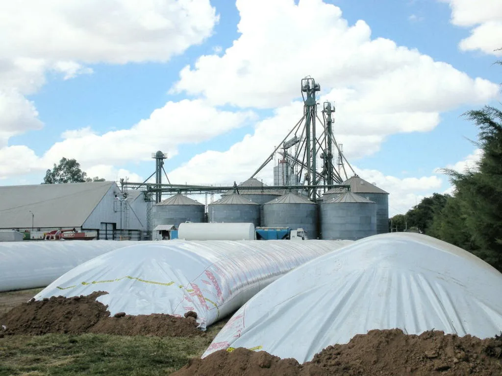 Colheita de soja na Argentina atinge 98%, enquanto milho chega a 51,2%