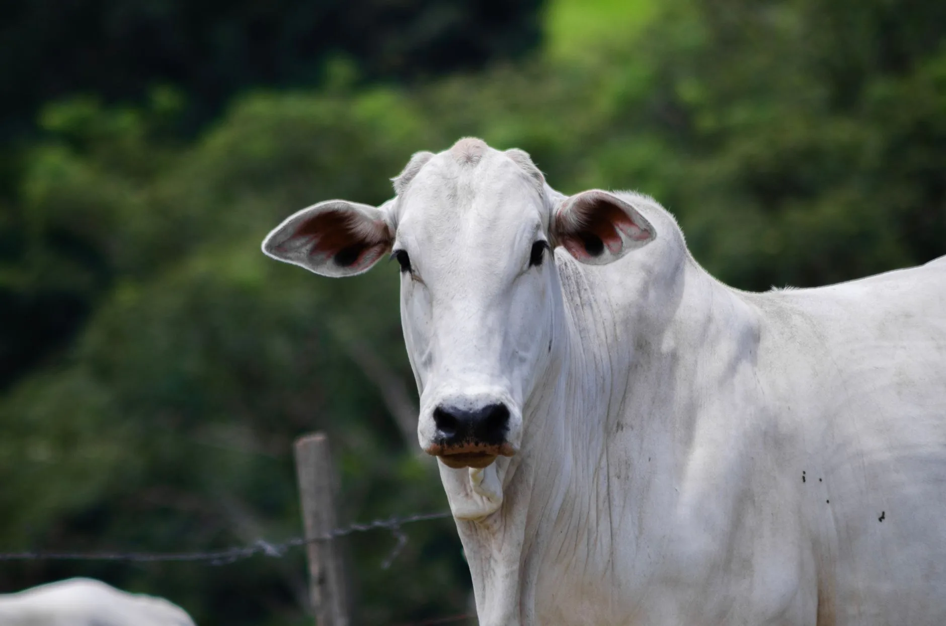 Brasil Adota Novo Protocolo para Exportação de Carne Bovina à União Europeia