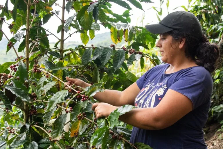 Produtores de café da Amazônia equatoriana se antecipam às regras de desmatamento da Europa