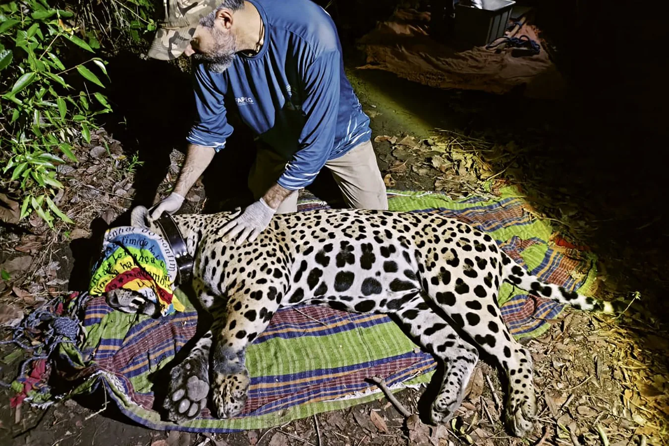 Jaguar realiza jornada épica de 2100 quilômetros pela Amazônia