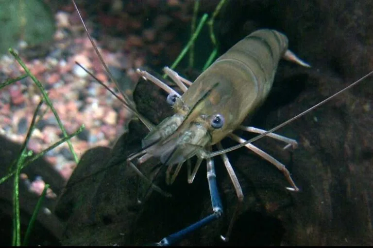 Camarão gigante invasor se espalha por áreas protegidas no Brasil