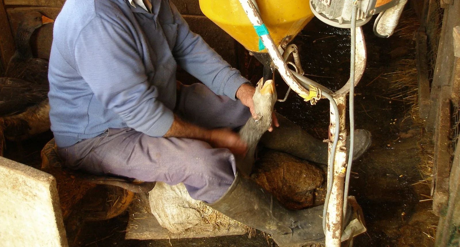Brasil proíbe foie gras após classificar técnica como maus-tratos