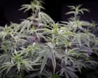 Uso de cannabis medicinal com alta concentração de THC é comum na Austrália
