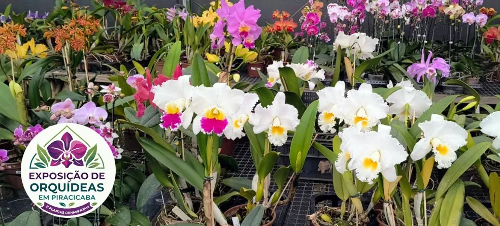 Exposição de Orquídeas ocorre no Engenho Central de Piracicaba