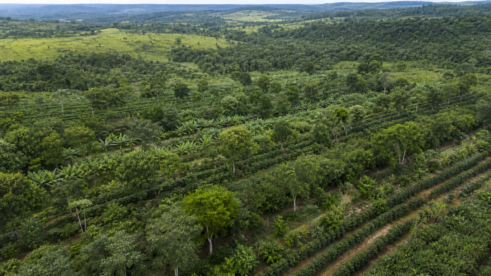 Comissão da Câmara aprova Política Nacional de Sistemas Agroflorestais