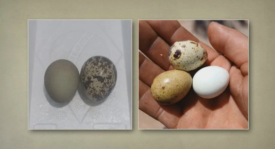 Por que ovos de codorna têm manchas e cores diferentes? Entenda