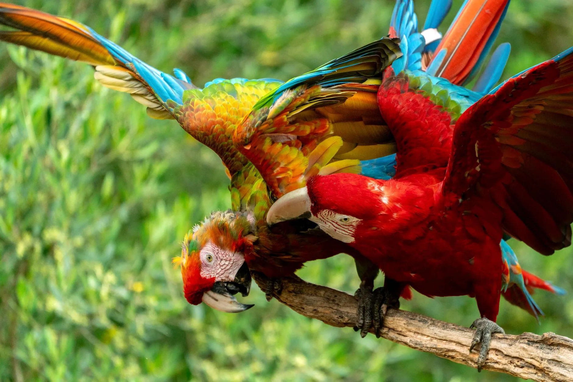 Contexto: A Importância da Interação entre Fauna e Comunidade em São Gabriel do Oeste