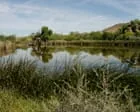 ‘Total chaos’: the biological wonderland threatened by Trump’s border wall