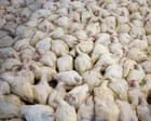 Global boom in livestock farming since 2006 is piling pressure on nature, report finds