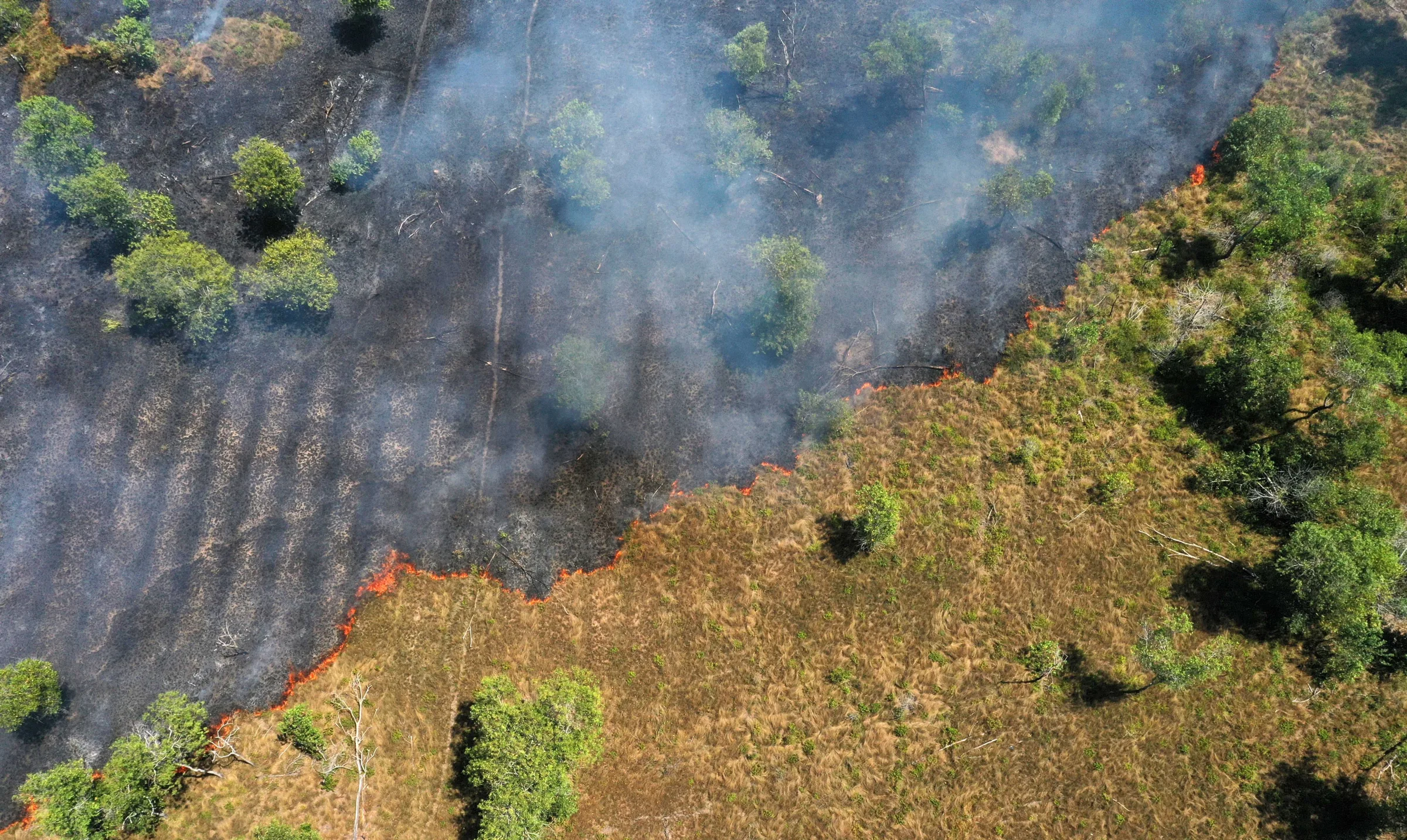 Impacto das mudanças climáticas pode equivaler a 3,3 milhões de anos de transformações nas vegetações tropicais