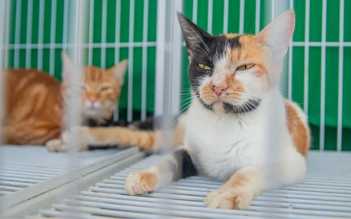 Feira de Adoção Responsável garante novos lares para cães e gatos em Macaé