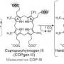 Mitochondrial mechanism links protein folding to heme production and cell energy