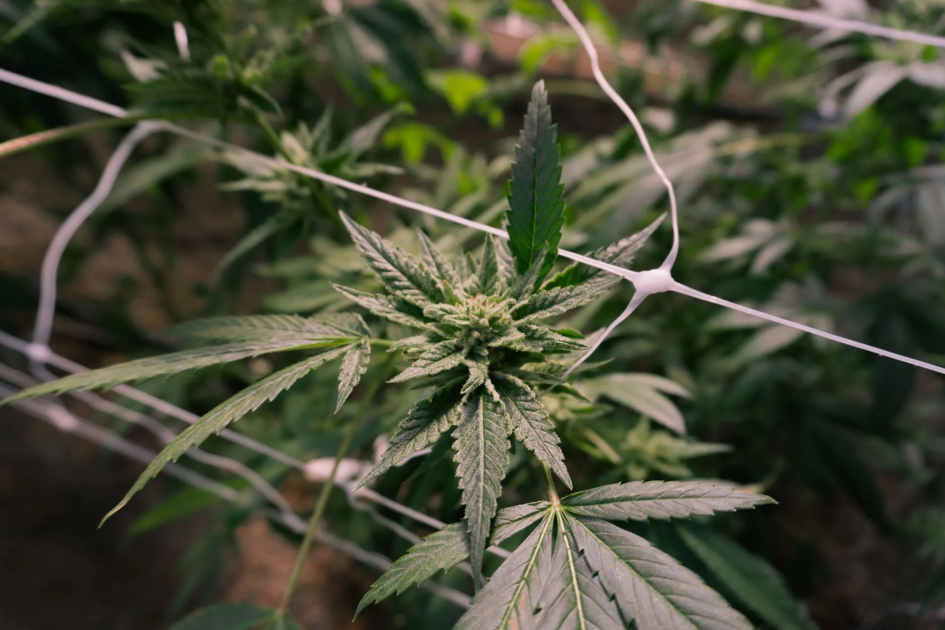 Movimentos sociais impulsionaram cannabis medicinal, mas enfrentam desafios com grandes corporações