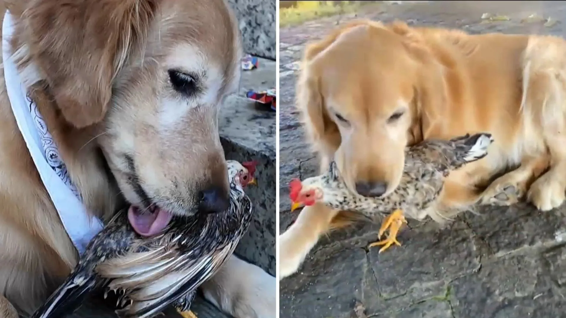 Cachorro e galinha viralizam por amizade inusitada no ES; VÍDEO passa de 11 milhões de visualizações
