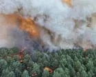 Incêndio florestal consome mais de 800 hectares na floresta de Fontainebleau, perto de Paris