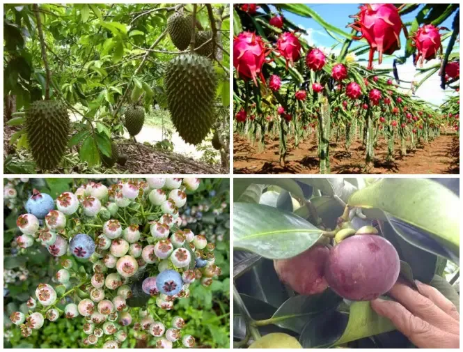 Frutas exóticas ganham destaque na fruticultura goiana