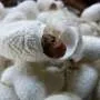 Silkworm cultivation predates the Silk Road in southern Central Asia, ancient cocoons suggest
