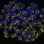 How the most widespread parasite on Earth reads its genome