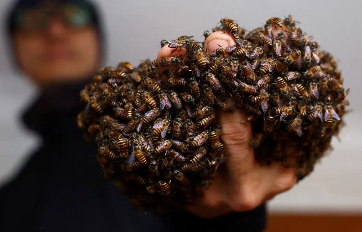 Homem resgata 6 milhões de abelhas em Singapura