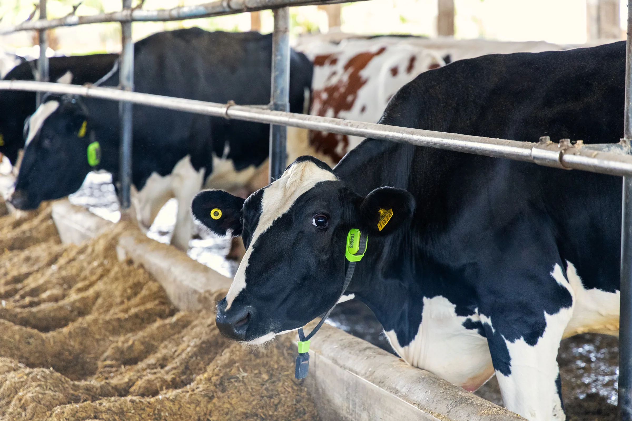 Brasil realiza operação pioneira com vacas monitoradas por IA como garantia de empréstimos