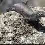 Island life changed how Brazil's Noronha skink reproduces, but the lizard's strategy might be failing