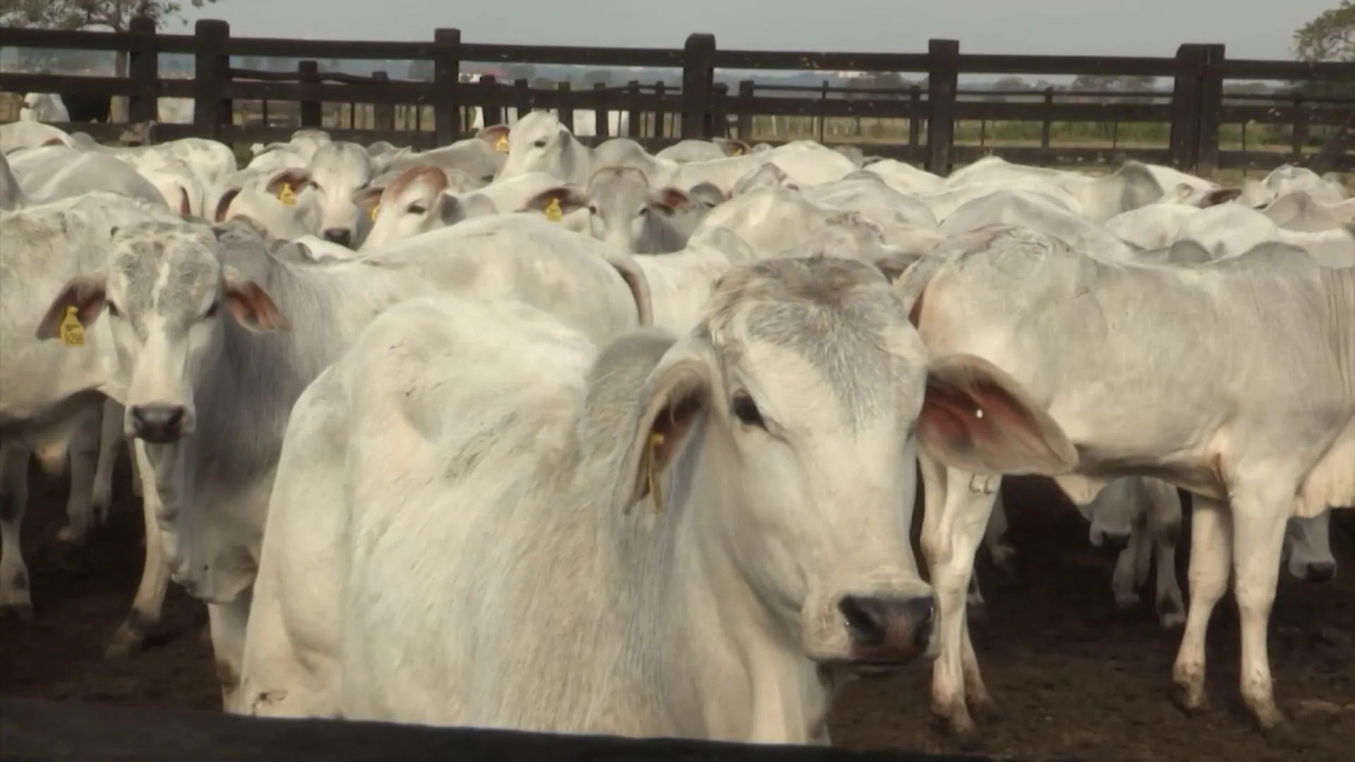 Restrições da UE à carne bovina fazem Brasil acelerar rastreabilidade; ‘é um caminho sem volta’, diz especialista
