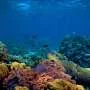 Creating a map of coral distribution with environmental DNA