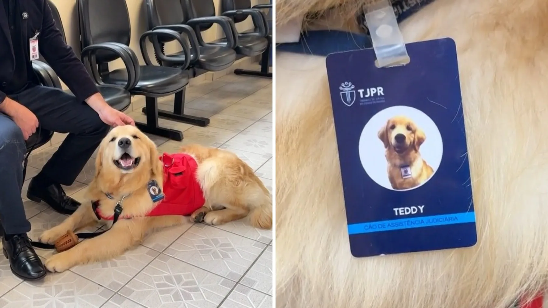 Cachorro é 'contratado' por Fórum de Justiça do Paraná para apoiar vítimas de violência em depoimentos
