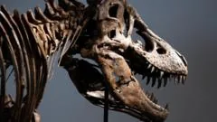 Gus, o Tiranossauro rex mais caro do mundo, é leiloado por R$ 250 milhões