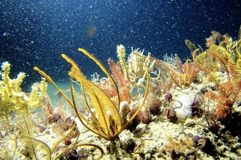 Expansão da exploração de petróleo offshore no Brasil ameaça biodiversidade, aponta estudo