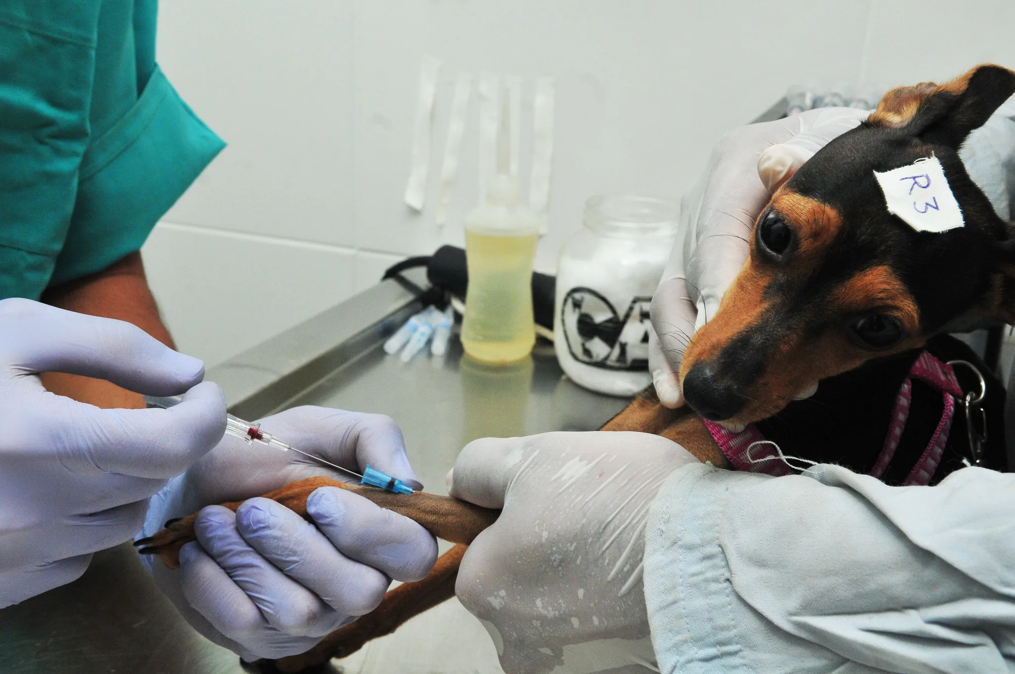 DF abre 660 vagas para castração gratuita de cães e gatos; saiba como se cadastrar