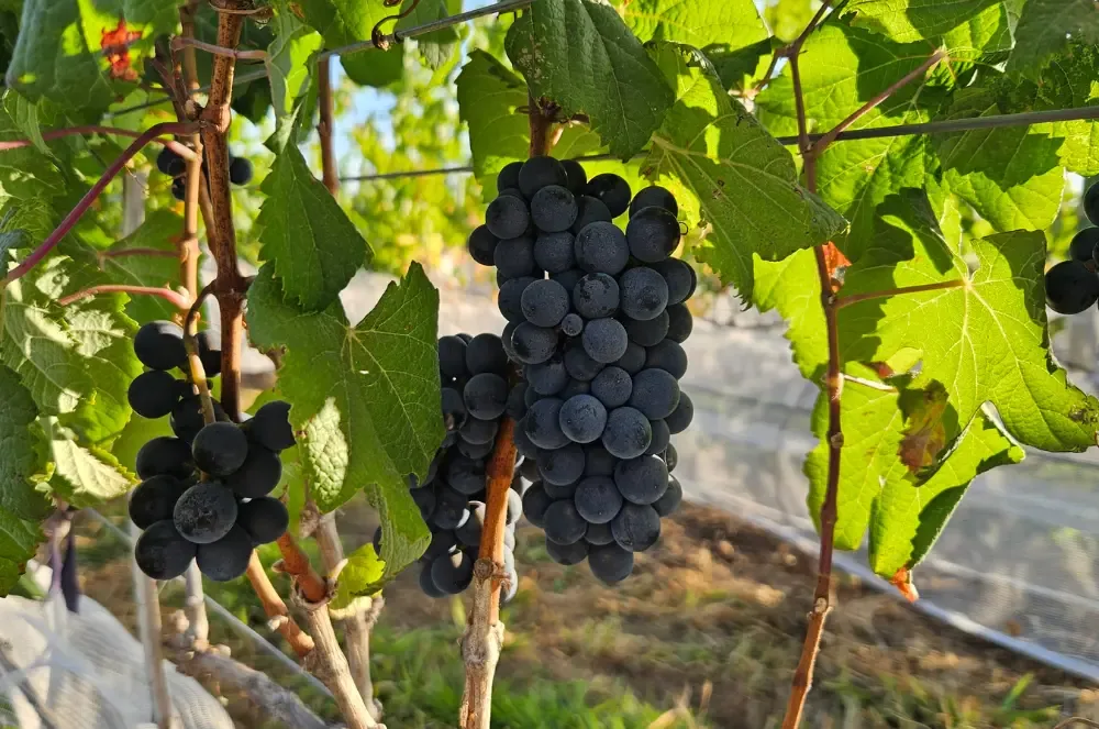 Pesquisa da UFG destaca potencial da vitivinicultura no Cerrado