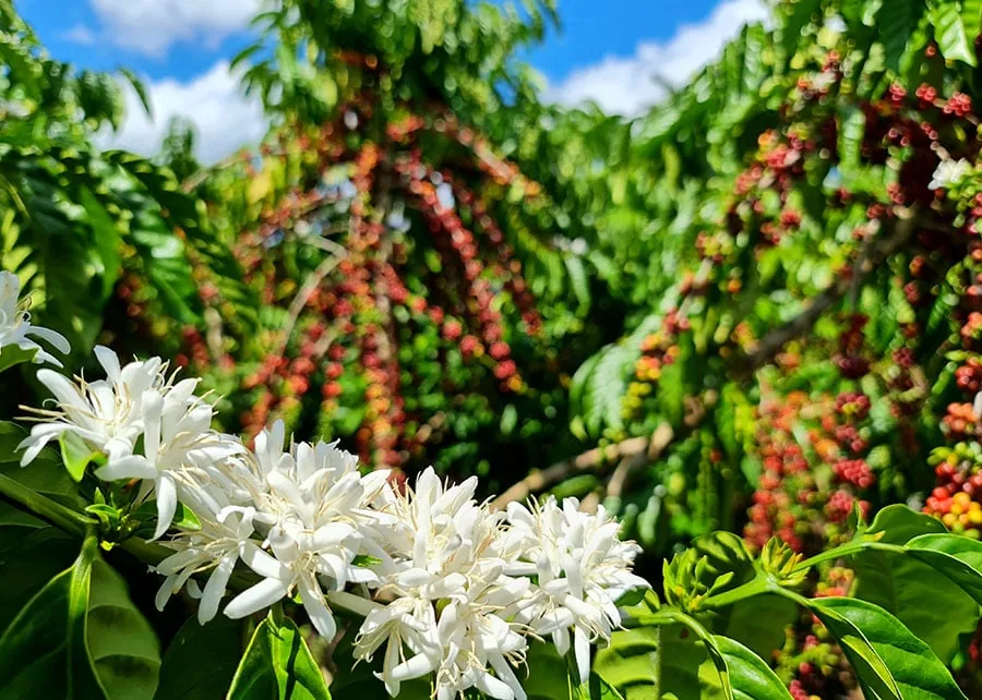 Concurso reconhece os melhores cafés robustas amazônicos; veja como participar