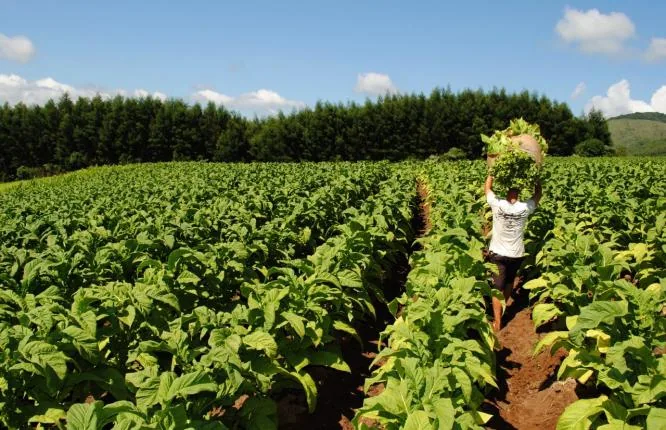 Indústria do tabaco pede apoio do MDIC para ficar fora do tarifaço dos EUA