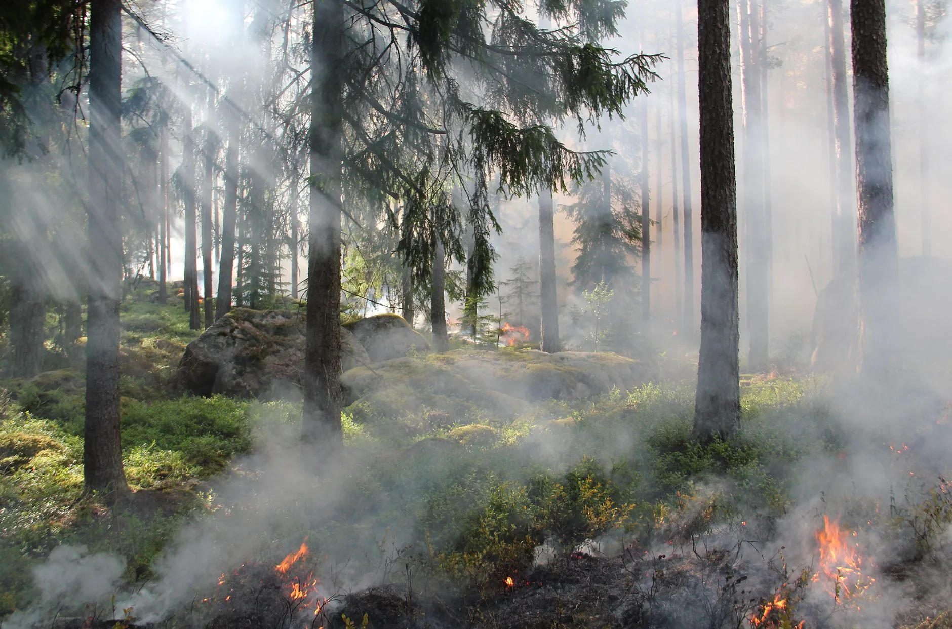 Perguntas e respostas: Incêndios Florestais e suas Consequências