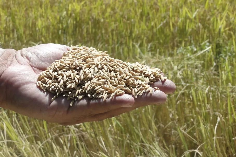 Preços do arroz no Rio Grande do Sul sobem, mas chuvas atrapalham vendas